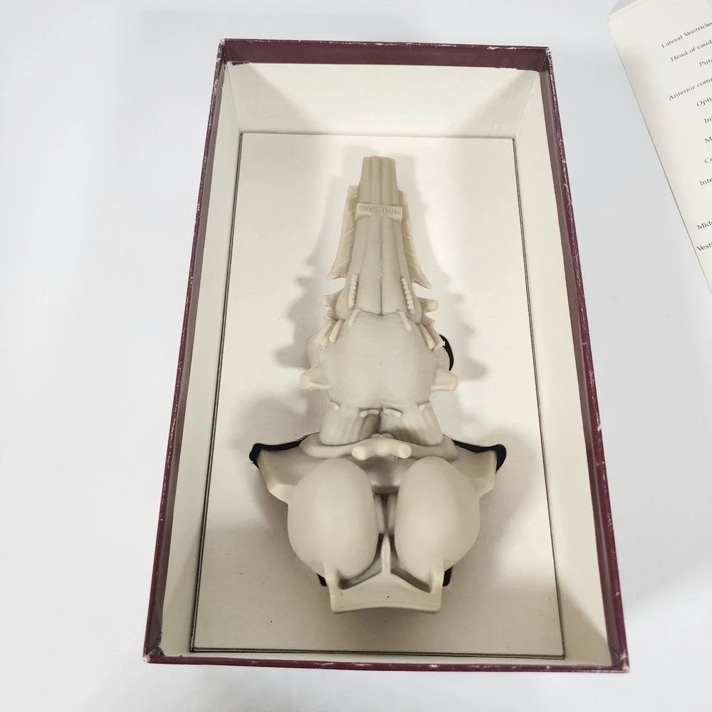Vintage Parke-Davis VUNATOMY Brain Stem Anatomical Model w/ Box & Fold-Out Guide